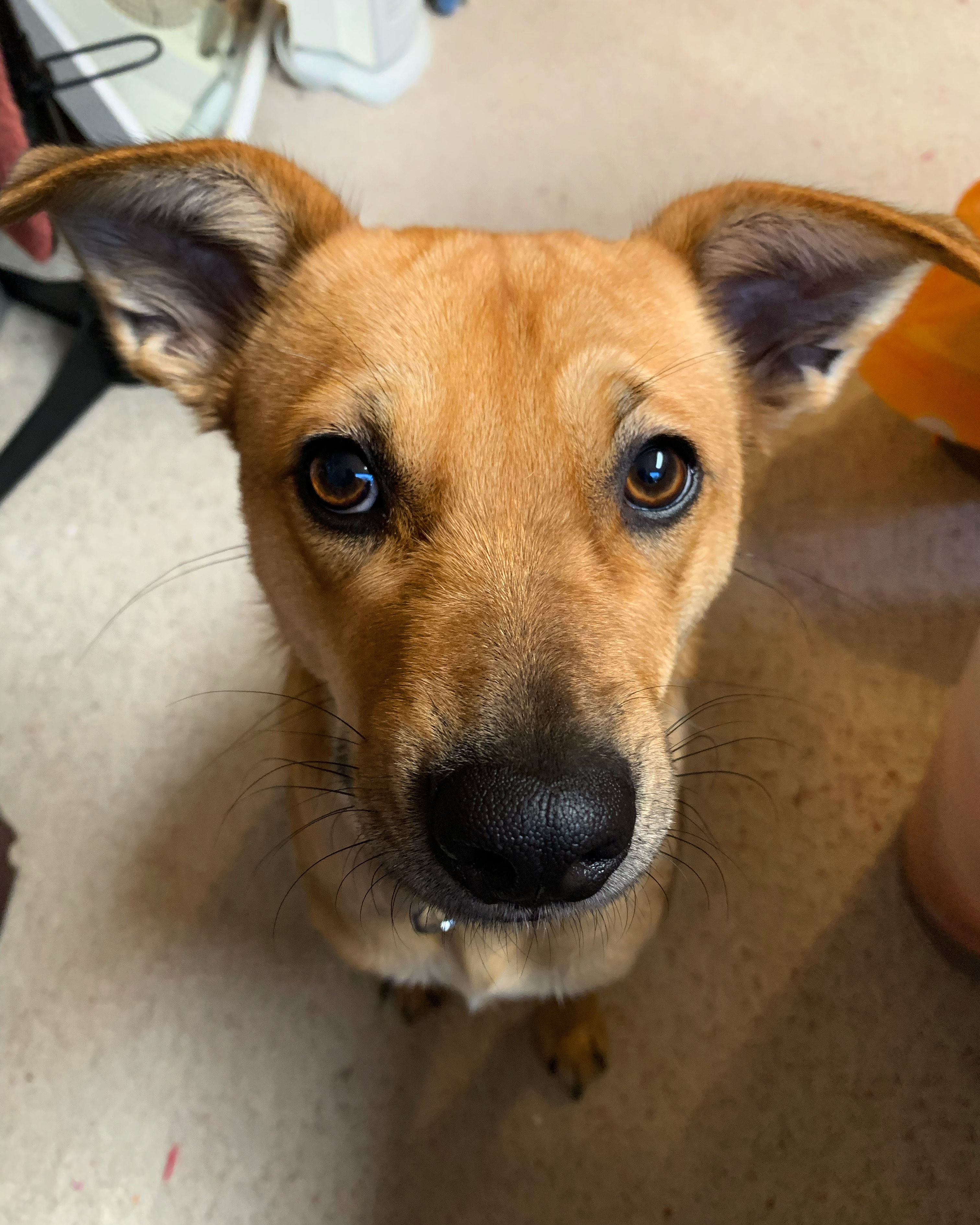 Brauner Bürohund mit großen Ohren blickt freundlich nach oben in der Kanzlei